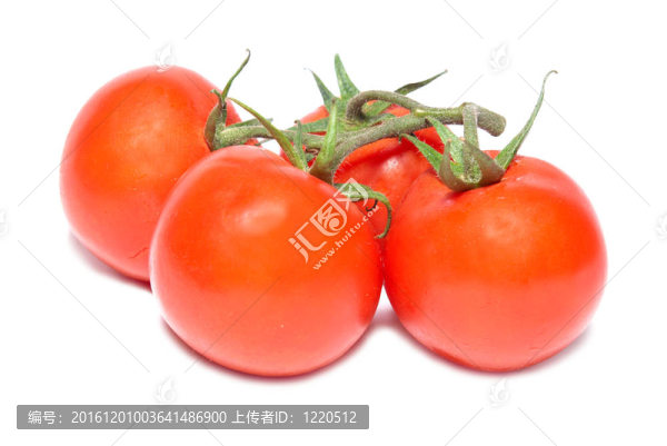 紅番茄群