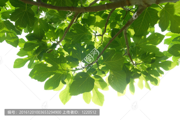 綠色無花果樹葉