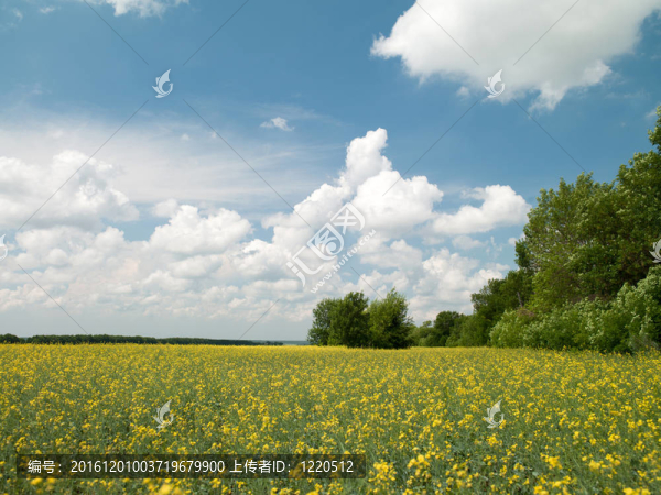 黃色花田