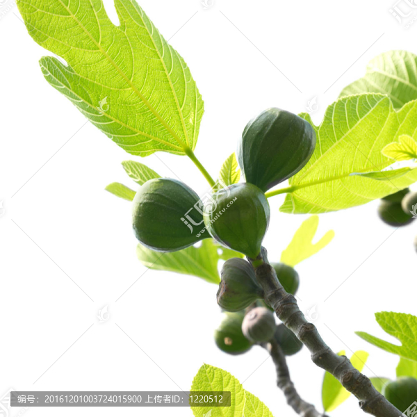 無(wú)花果樹(shù)