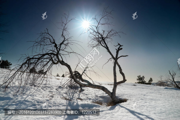 陽(yáng)光下的樹(shù)木與陽(yáng)光之星。