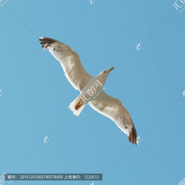 飛海鷗