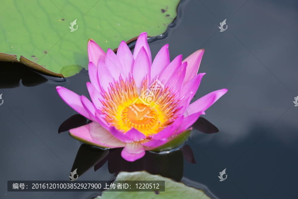 粉紅水百合。米埔。香港.