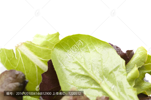 新鮮的綠色沙拉