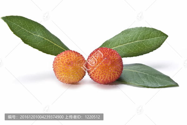 兩種楊梅果實。