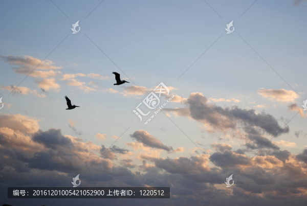 鳥兒在天空