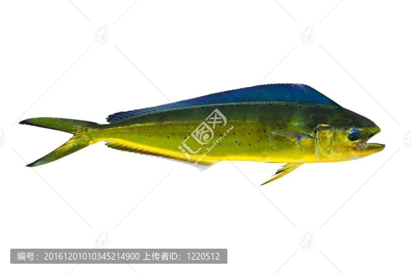 又名劍魚(yú)海豚魚(yú)鰍白