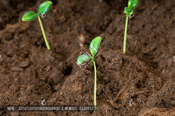綠色苗木闡釋新生活理念