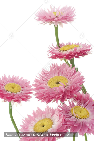 雛菊
