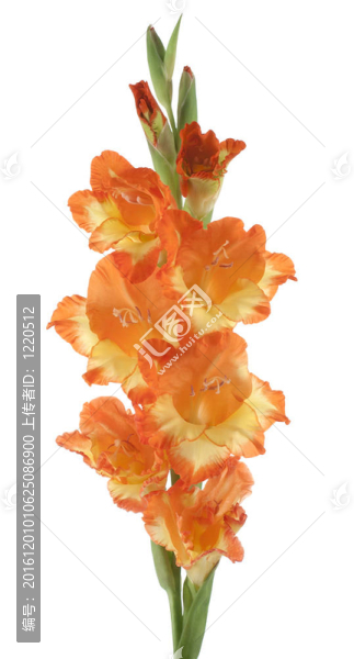唐菖蒲