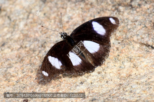 在阿貝拉巖石蝴蝶；烏干達(dá)；非洲