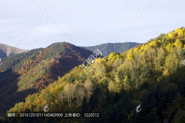 森林