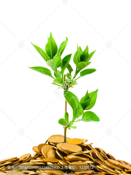 硬幣和植物