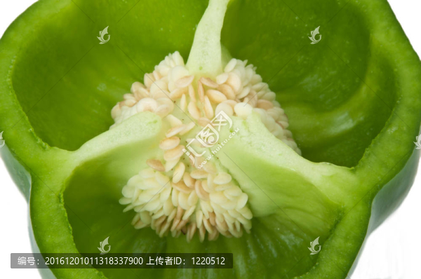 鈴椒橫截面。