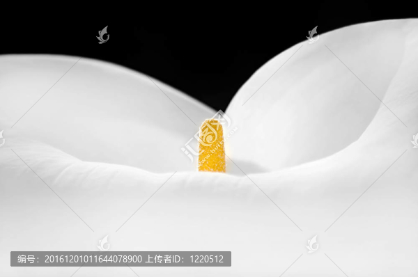 莉莉特寫