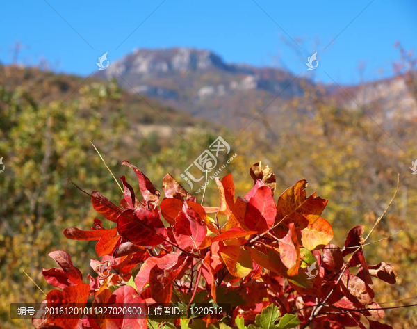 秋天的紅色的樹(shù)葉和山
