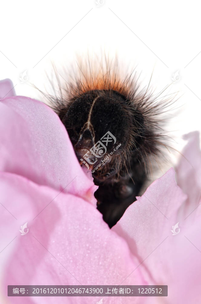 aterpillar