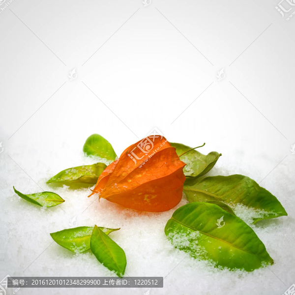 雪中的樹葉