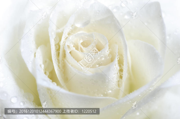 白玫瑰