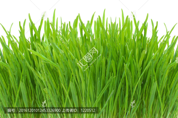 白色的春天綠草