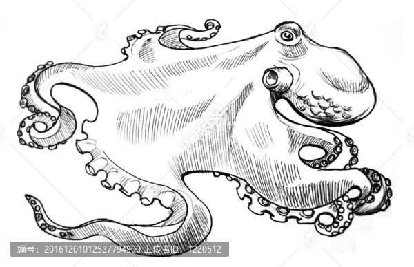 章魚