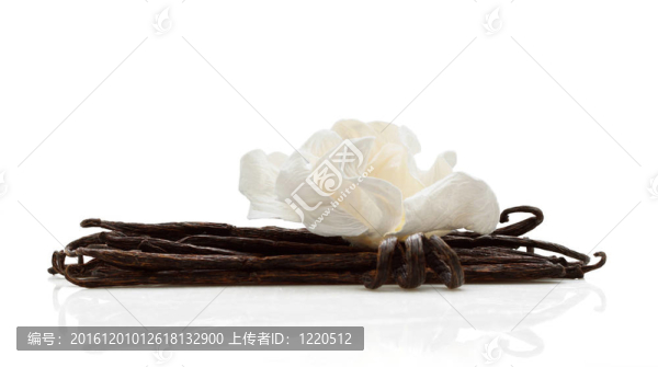香草白花