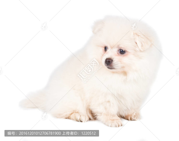 博美犬斯皮茨狗在白色背景