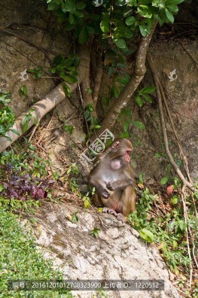 野生的猴子（Rhesus,Macaque）