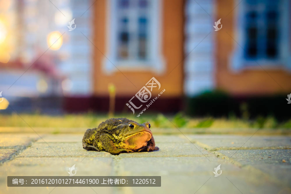 蟾蜍的特寫