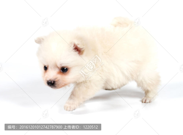 博美犬孤立在白色背景