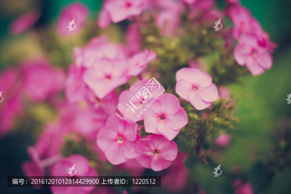 綠色的草和粉紅色的花