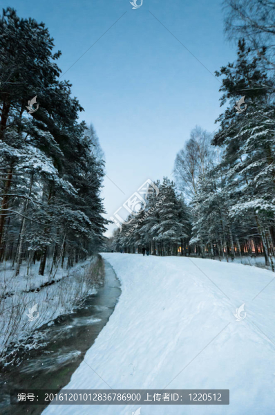 雪在雪的樹林里