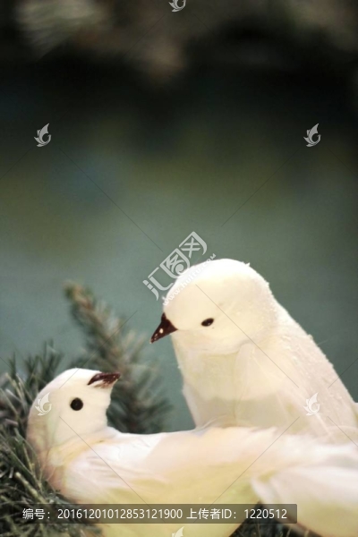 兩只斑鳩