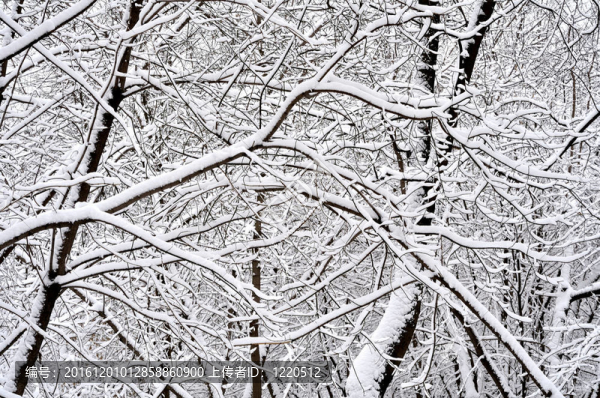 雪中的樹(shù)