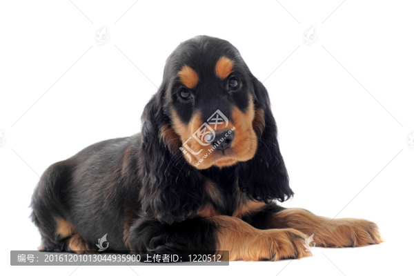 英國可卡犬幼犬