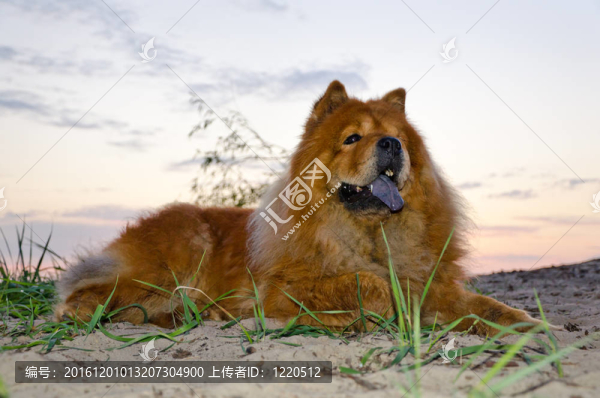 松獅犬