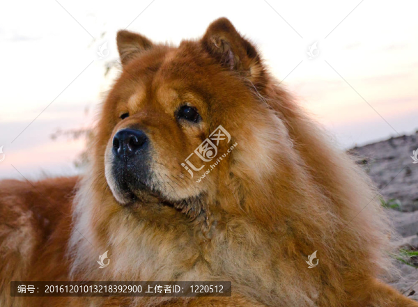松獅犬
