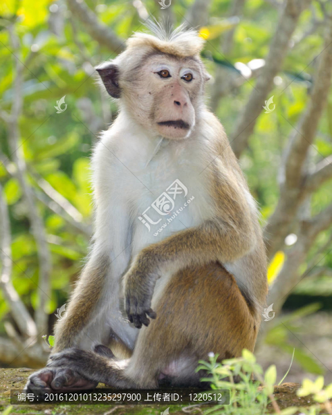閥蓋獼猴肖像全長