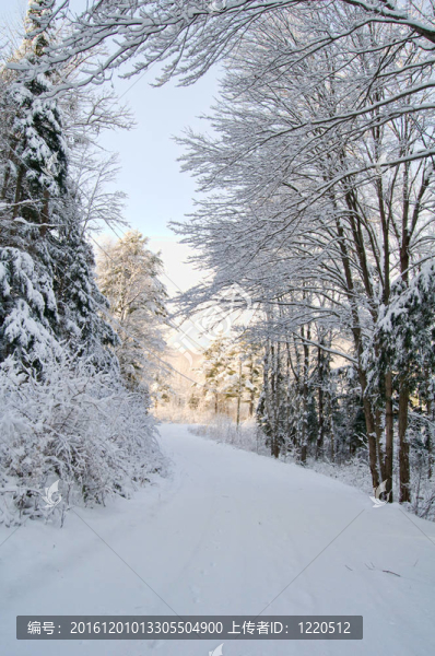 冰雪覆蓋的道路和樹木