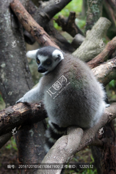 Lemur,kata（Lemur,catta）