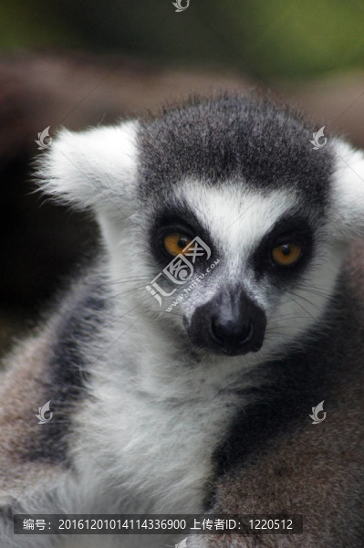 Lemur,kata（Lemur,catta）