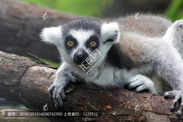Lemur,kata（Lemur,catta）