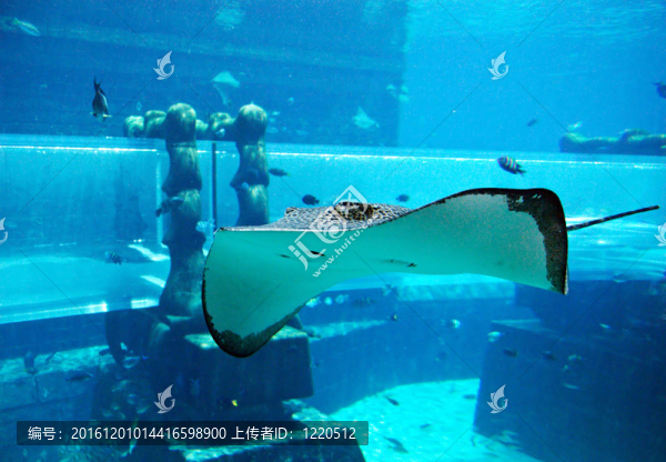 瑞在亞特蘭蒂斯棕櫚水上樂園水族館；迪拜；UAE
