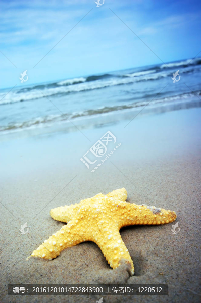 海星