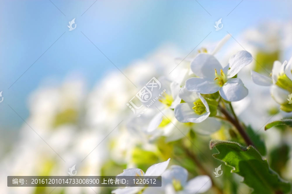 春天的花朵
