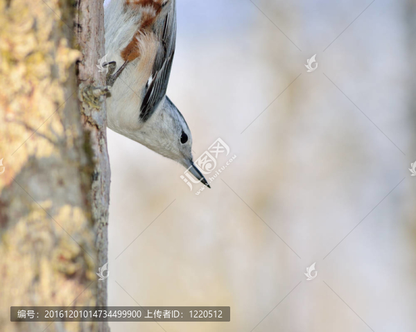 鳾