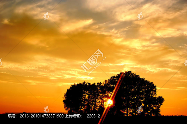 夕陽和樹木