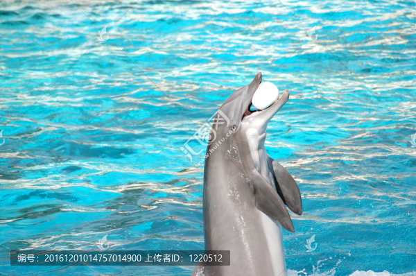 海豚表演-匯圖網(wǎng) www.fosd68.com 海豚表演
