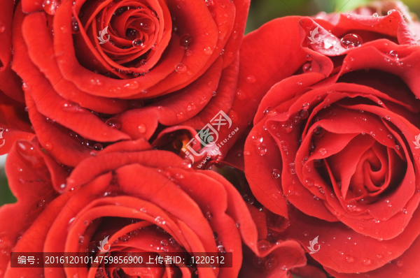 玫瑰紅玫瑰