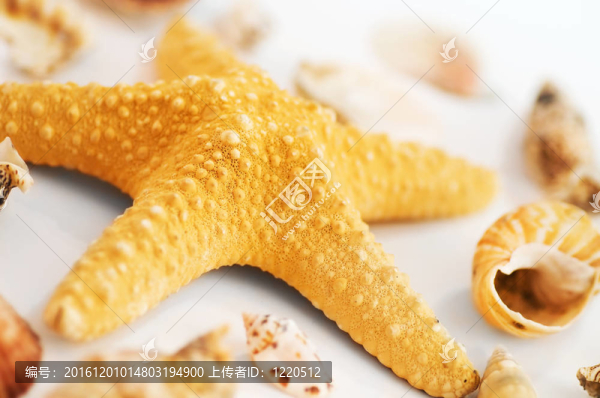 海星和貝殼